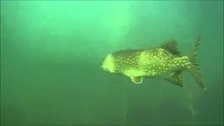 (M)Ein Jahr mit Spearfishing-Germany