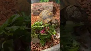 Eastern Hermann&rsquo;s Tortoise 🐢 #reptiles #tortoise #pets