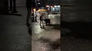 Почему ты не встретилась раньше  #mem #tiktok #humor #joke #funny #story #music #bear #man # shorts