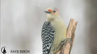 save birds life,save nature,relaxing music,love birds