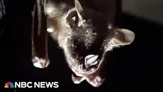 &lsquo;I got a taste of it&rsquo;: Bat flies into woman&rsquo;s mouth in Arizona