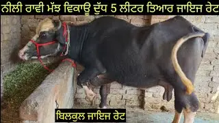 ਨੀਲੀ ਰਾਵੀ ਮੱਝ ਵਿਕਾਊ one buffalo for sale low price 