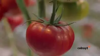 De laagste prijzen bij Colruyt ? Zeker, en met oog voor kwaliteit.