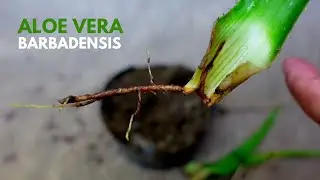 Размножение листьев алоэ вера барбаденсис