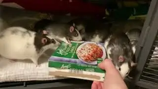 rat swarm! rat swarm for the treat box!