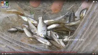 Amazing Fish Trapping | Smart Man Build Fish Trap street food