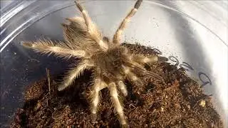 Tarantula Feeding Video 145 Part 2 - Late Brunch