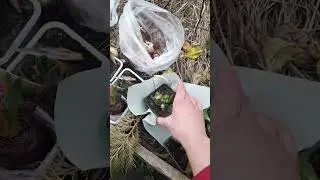 Мои новые зелёные жители) #nature #природа#сад#растения#примулы#первоцветы