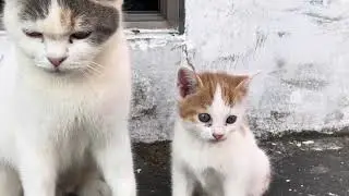 이쁜 고양이 가족#고양이가족 #졸귀탱 #나비 #cute #이쁜고양이 #시골고양이 #시골냥냥이
