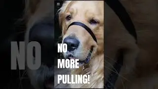 STOP your dog pulling on the leash instantly (Gentle Leader Collar )