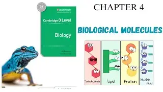 CHAPTER 4 | BIOLOGICAL MOLECULES | O LEVEL BIOLOGY 5090