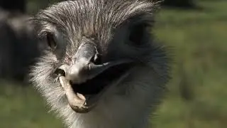 World's Largest Birds - Top 6 Countdown