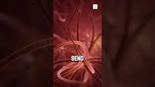 Почему мы слышим жужжащий звук?