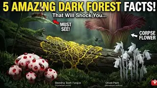 5 Dark Forest Facts That Will Actually Shock You  #nature #fungi #factsvideo 