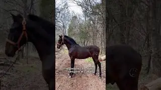 LA RAZA DE CABALLOS ESPA&Ntilde;OLES QUE EST&Aacute;N EN PELIGRO DE YA NO EXISTIR🐎💰#ganado #caballos #rancho