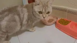 子猫の声を聞いてすぐ戻る短足ママ猫🐾ほんの数分も離れられない深い母性 | 子猫ママ日記.