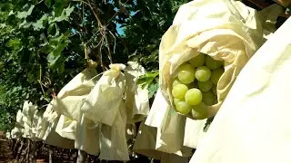 Primer Corte Uva Mesa Embolsada Vinalop&oacute; - Hond&oacute;n de las Nieves