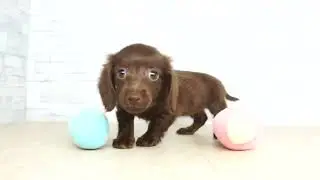 【KIKUCHI PET】 仔犬仔猫 No.260206　ミニチュア・ダックスフンド　女の子　（Ｌ）チョコレート　2025/12/07産まれ