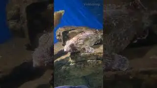 Sculpins / Esculturas