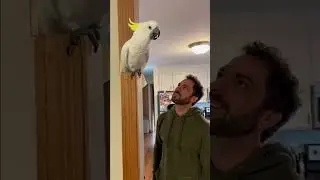 Не копируй меня, братан.