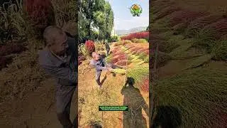 Straw Broom Making Process &mdash; Enhancing Efficiency with Good Tools