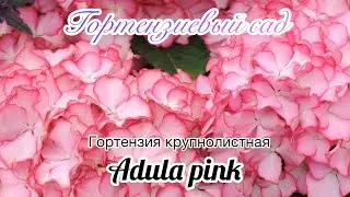 Обзор крупнолистной гортензии Adula pink. Беларусь