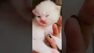 Snow White Persian Cat opening eyes for the First time in 13th day #cat #persiancat #persian