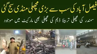 The Biggest Cattle Market of Faisalabad | Sea Fish & Tarbela Dam Fish Now in Market