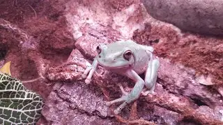 White's Tree frog live earthworm feeding (no commentary)
