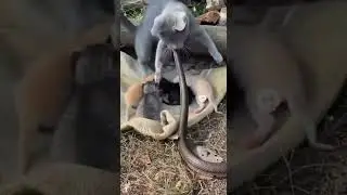 #cat with her #kitten #protection (#ai)