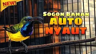 SOGON MACET JADI GACOR 🔥 | Pancingan Sogon Bahan Macet Lama #pancingansogon #sogongacor #sogon 
