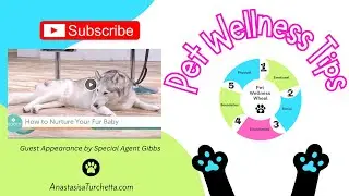 Pet Wellness Tips Every Dog Parent Needs to Know | Bloom TV Segment with Special Agent Gibbs 🐾