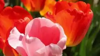 Tulips in Bloom