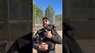 Estos tres peques llevan mucho en el refugio y eso debe terminar #perros