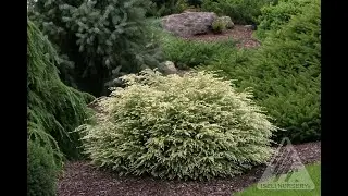 Shade Conifers