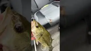 Double cicada hatch 2024! #insects #bassfishing #fishing #largemouthbass #boat