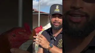 Cora&ccedil;&atilde;o de ferro