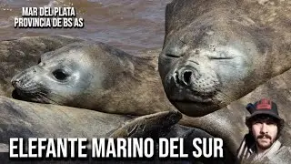 Elefante marino del sur (Mirounga leonina) Southern elephant seal, Elefante-marinho-do-sul