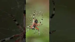 SPIDERS &ndash; Nature&rsquo;s Web Masters #Spiders #AmazingAnimals