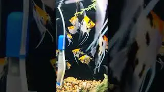 Amazing Angelfish Tank Setup