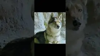 Alpha Risked the Cold to Save His Human 💔❄️ | Powerful Scene from &lsquo;Alpha (2018)