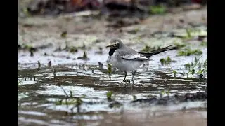 Masked Wagtail. Getter&ouml;n, Sweden. 2019.