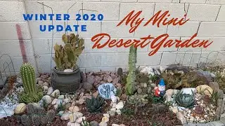 My Mini Desert Garden 2020 Winter Update