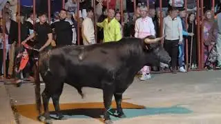 Pozaldez 2025 Encierro nocturno viernes