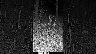 Frantic Buck Covers Miles Trying To FInd The Last Hot Doe