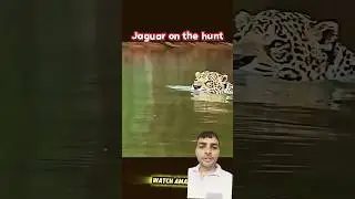 Jaguar vs Crocodile 😱 Deadly Riverbank Ambush Caught on Camera! #Jaguar #Crocodile #Wildlife