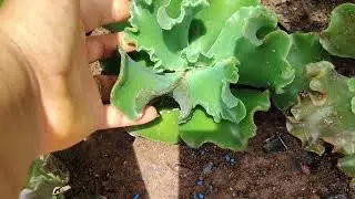 Um.tuor por aqui e as plantinhas que vão viajar 
