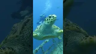 Turtle close encounter while scuba diving
