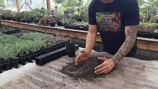 Como fazer substrato para o cacto rabo de macaco Parte 2