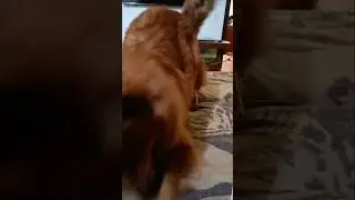 Шикарное настроение у моей любимки 🤪❤ #animal #shorts  #eurasier #евразиер #dog